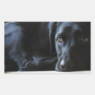 Black Labrador Rechteckiger Aufkleber