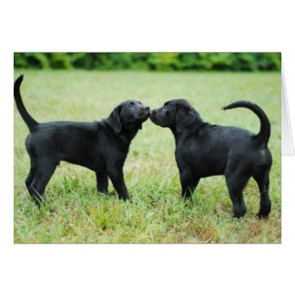 Black Labrador Retriever