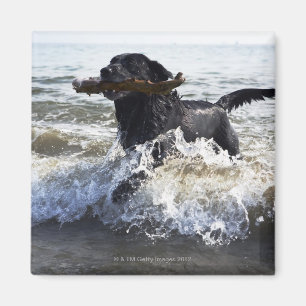 Black Labrador Retriever durch Surfen, Magnet