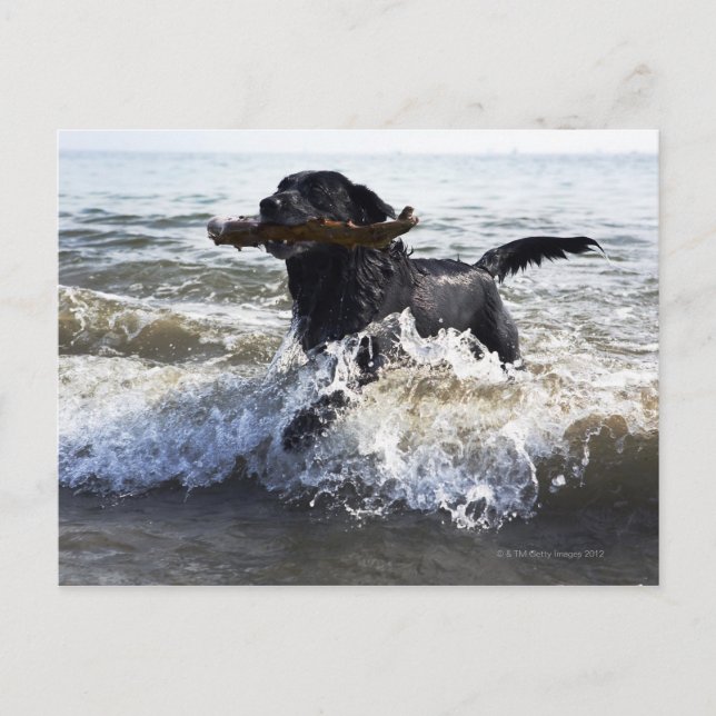 Black Labrador Retriever durch Surfen Postkarte (Vorderseite)
