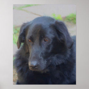 Black Labrador Retriever Expressive Eyes Hunde Kun Poster