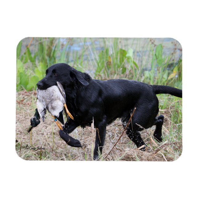 Black Labrador Retriever mit Entenmagnet Magnet (Horizontal)