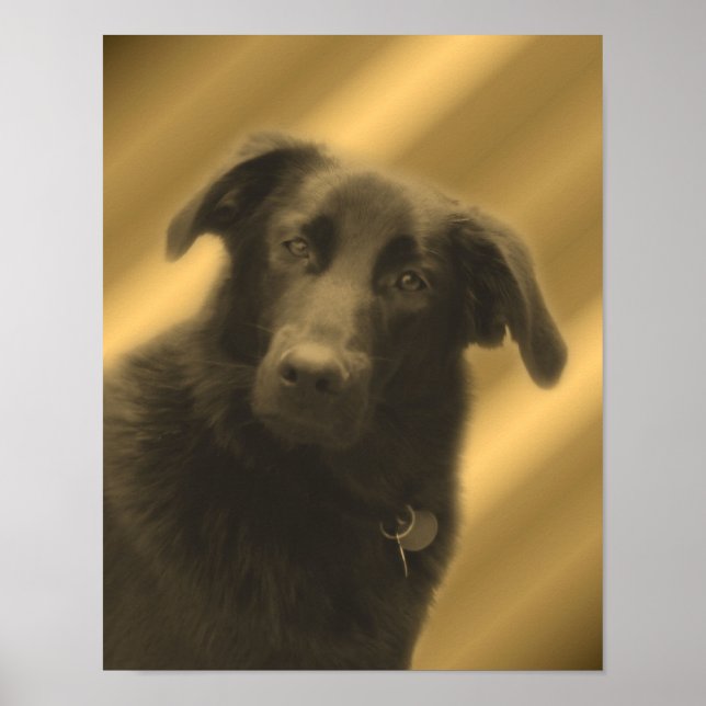 Black Labrador Retriever Poster (Vorne)