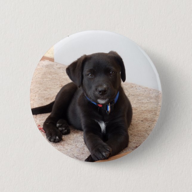 Black Labrador Retriever Puppy Button (Vorderseite)