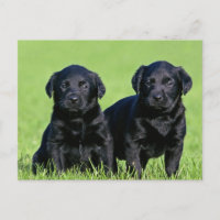 Black Labrador Retriever Puppy Doppy Postcard