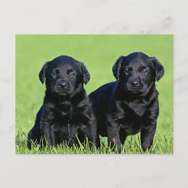 Black Labrador Retriever Puppy Doppy Postcard Postkarte (Vorderseite)