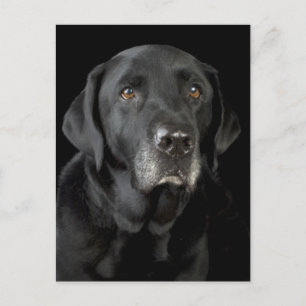 Black Labrador Retriever Puppy Doppy Postcard Postkarte