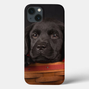 Black Labrador Retriever Puppy in Basketball title_seo2