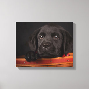 Black Labrador Retriever Puppy in Basketball Leinwanddruck