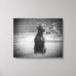 Black Labrador Retriever Puppy Leinwanddruck