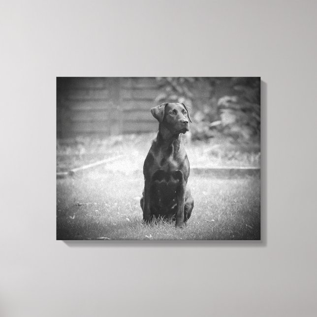 Black Labrador Retriever Puppy Leinwanddruck (Vorderseite)