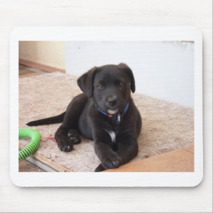 Black Labrador Retriever Puppy Mousepad