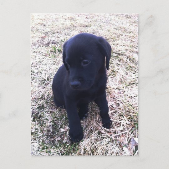 Postkarte black Labrador dog with flower schwarzer Labrador  mit einer Blume