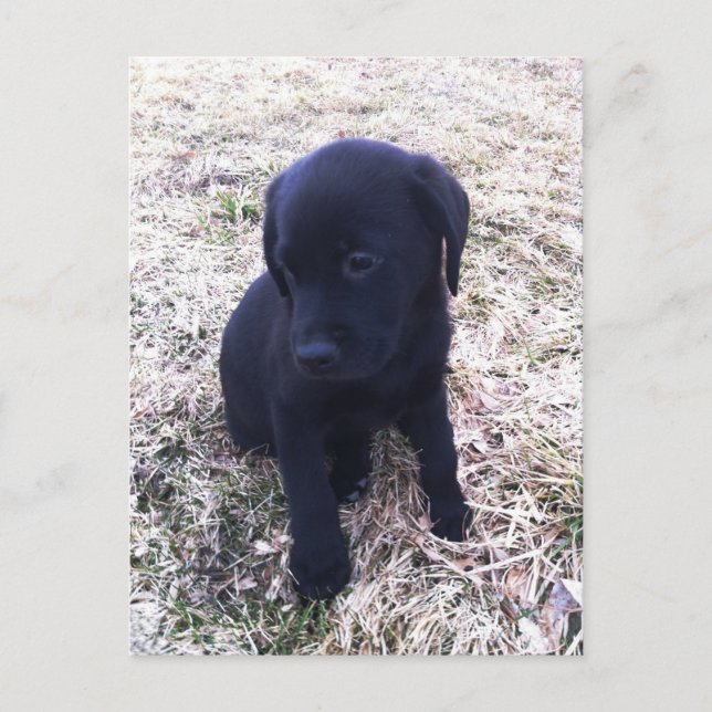 Black Labrador Retriever Puppy Postkarte (Vorderseite)