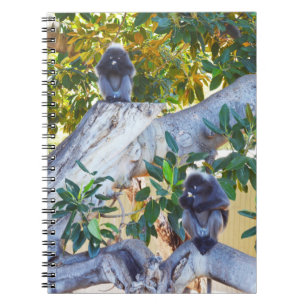 Black Langur Affen Eating, Notebook Notizblock