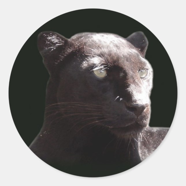 Black Leopard Portrait Runder Aufkleber (Vorderseite)