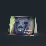 Black Llama Animal Funny Birthday Karte<br><div class="desc">Niedliches schwarzes Lamm sieht nah aus. Landwirtschaftliche Tierfotografie von Susan. Klicken Sie auf Anpassen,  um Text hinzuzufügen und Schriftart,  Stil und Farbe zu ändern.</div>