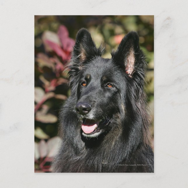 Black Long Haired German Shepherd Postkarte (Vorderseite)