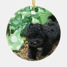 Black Maltipoo Puppy