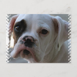 Black Mit Augen Boxer Dog Postkarte