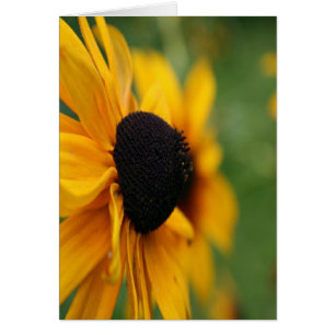 Black Mit Augen Susan