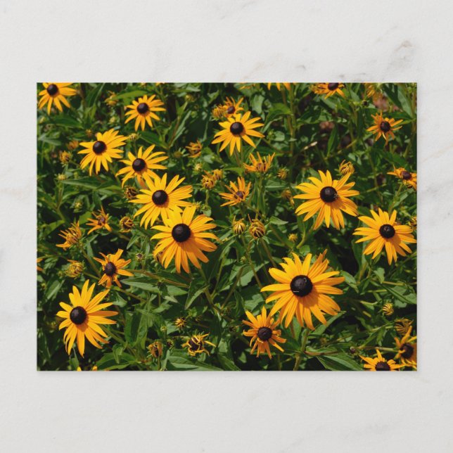 Black Mit Augen Susan Blume Postkarte (Vorderseite)