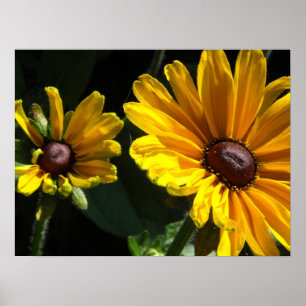 Black Mit Augen Susan Daisies Poster
