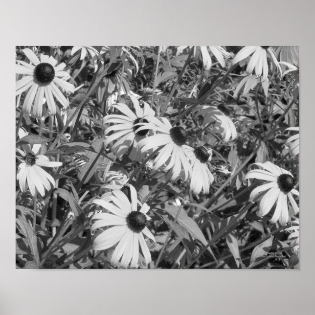Black Mit Augen Susan Garden Schwarz-weiß Print Poster (Vorne)