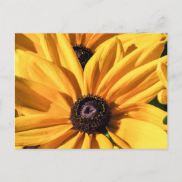 Black Mit Augen Susan Postcard Postkarte