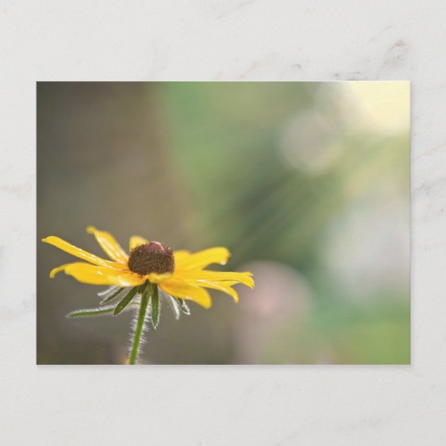 Black Mit Augen Susan Postkarte (Vorderseite)