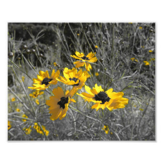 Black Mit Augen Susans Fotodruck
