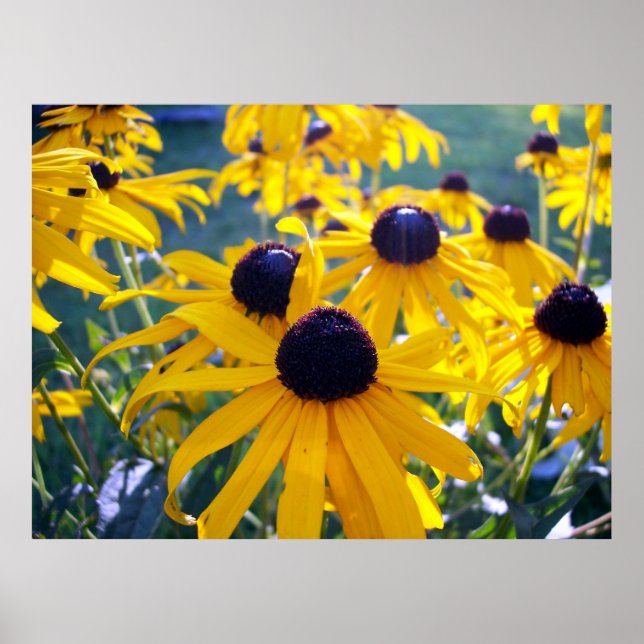 Black Mit Augen Susans Poster (Vorne)