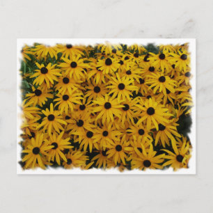 Black Mit Augen Susans Postkarte