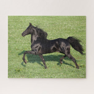 Black Morgan Hallion Mane und Schwanz fließen