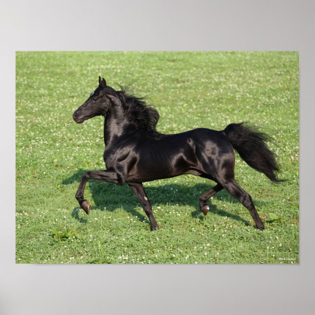 Black Morgan Hallion Mane und Schwanz fließen Poster (Vorne)