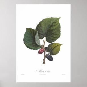 Black Mulberry Poster
