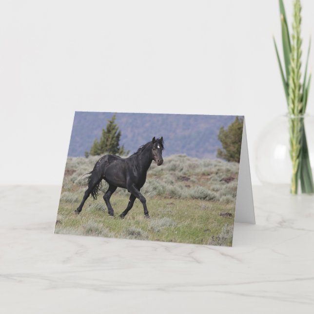Black Mustang Stallion Faltenkarte Karte (Vorderseite)