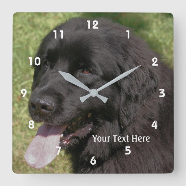 Black Newfoundland Dog Face Quadratische Wanduhr (Vorderseite)