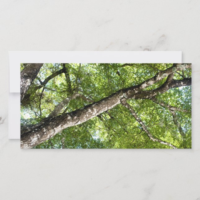 BLack Olive Tree Canopy (Vorderseite)