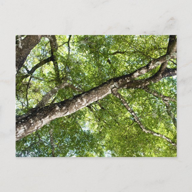 BLack Olive Tree Canopy Postkarte (Vorderseite)