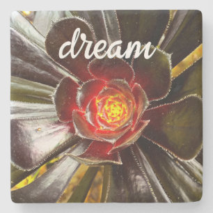 Black Orange Cactus Succulent Foto Dream Script Steinuntersetzer