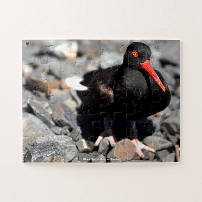 Black Oyster Catcher Alaska (Horizontal)