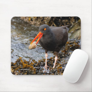 Black Oystercatcher Shorebird Fischen am Strand Mousepad