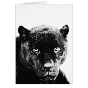 Black Panther Jaguar