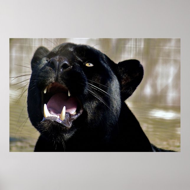 Black Panther Poster (Vorne)