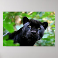 Black Panther