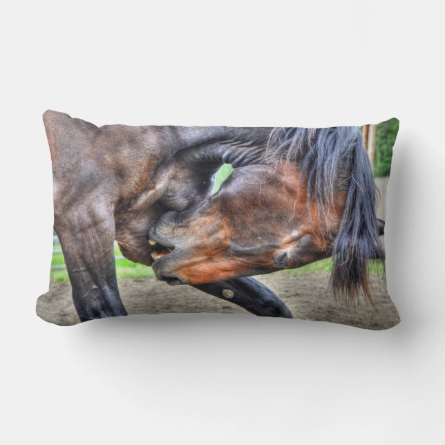 Black Percheron Gelding Horening Foto Lendenkissen (Vorderseite)