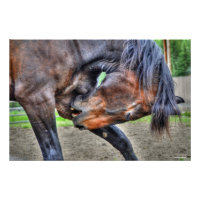 Black Percheron Gelding Horening Foto