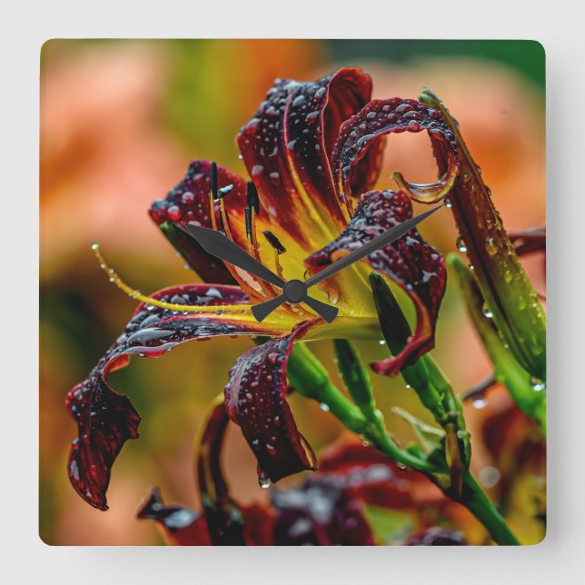 "Black Plush" Daylily Quadratische Wanduhr (Vorderseite)