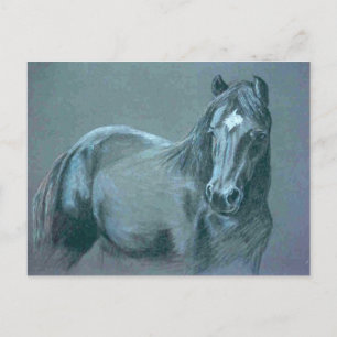 Black Pony Postcard Postkarte